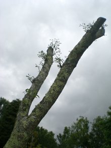 Albizia_pousse_juin_2008
