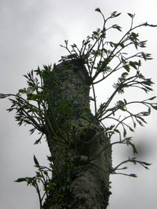 Albizia_pousses_juin_2008