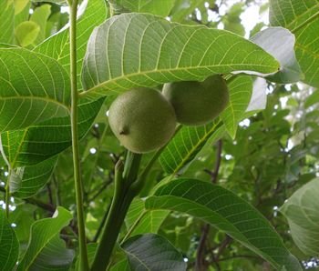Juglans-regia_fruits
