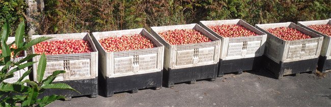 Pommes_ramassage