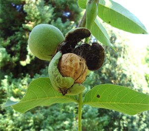 Noix-pericarpe