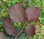 Corylus_maxima_purpurea