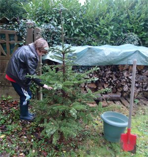 Deplanter_sapin_noel