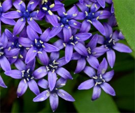 Scilla-peruviana_fleur Scilla-peruviana_fleur