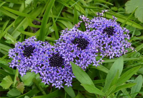 Scilla-peruviana Scilla-peruviana