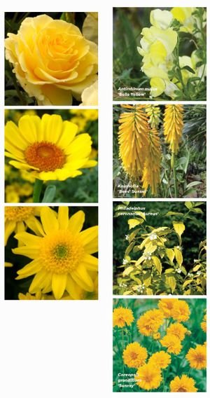 Fleurs_Jaunes_Tour-de-france