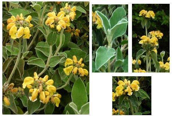 Phlomis