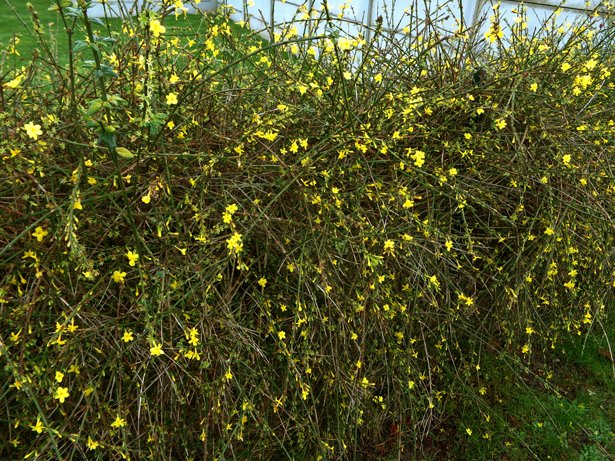 Jasminum-nudiflorum_arbuste
