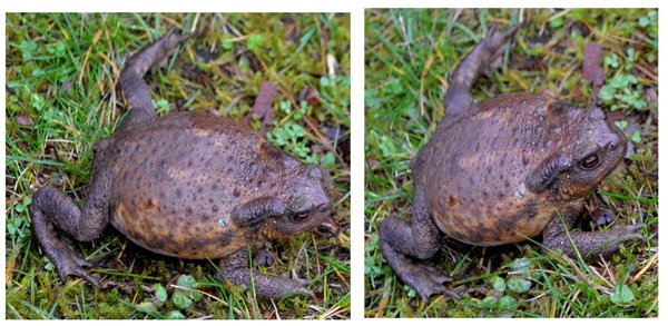 Crapaud-libere