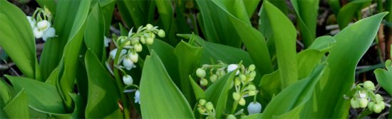 Convallaria-majallis_Muguet Convallaria-majallis_Muguet