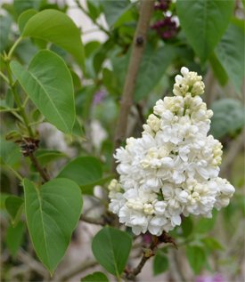 Lilas-blanc Lilas-blanc