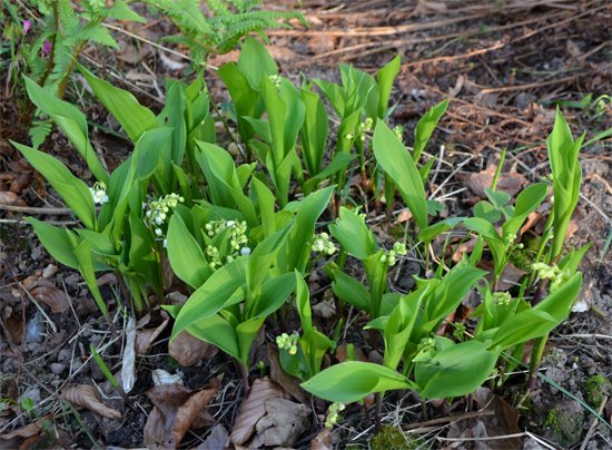 Convallaria-majallis Convallaria-majallis