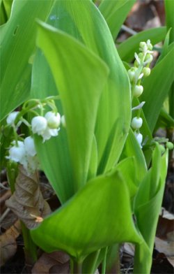 Convallaria-majallis_fleurs