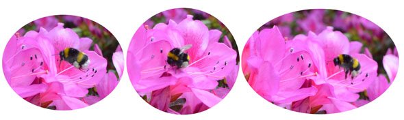 Bourdon-pollinisation Bourdon-pollinisation