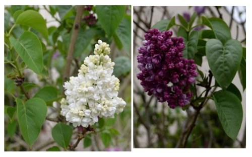 Thyrses-de-lilas Thyrses-de-lilas