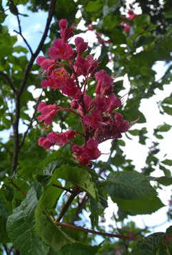 Aesculus-thyrse Aesculus-thyrse