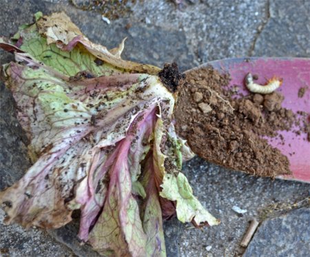 Larve-Mangeur-salade Larve-Mangeur-salade