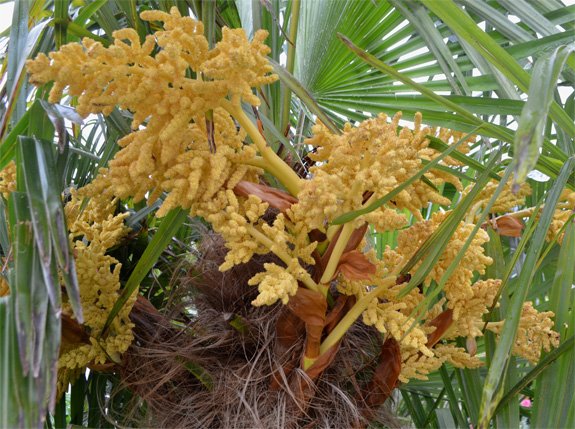 Palmier-inflorescence Palmier-inflorescence