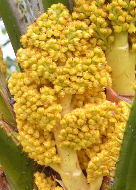 Inflorescence-fleur-de-palmier