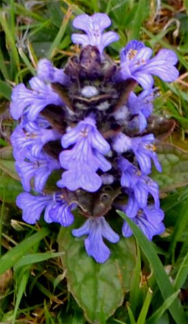 Bugle-rampante_Ajuga Bugle-rampante_Ajuga
