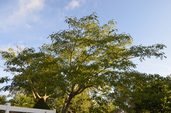 Albizia-feuillage Albizia-feuillage