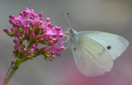 Pieride-papillon-blanc