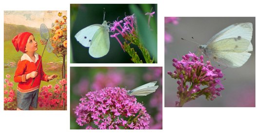 Pieride-papillon-bretagne