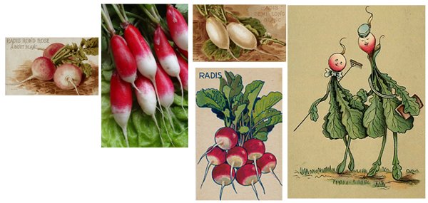Radis-des-jardins Radis-des-jardins