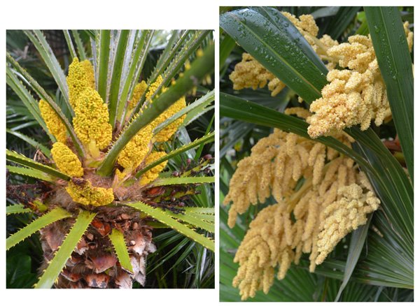 Palmiers-fleurs Palmiers-fleurs