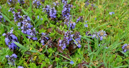 Ajuga-Bugle-rampante Ajuga-Bugle-rampante