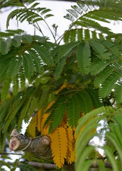 Albizia-feuilles-jaunes