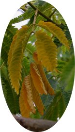 Albizia-feuilles-jaunissent