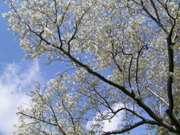 Amelanchier_canadensis_fleurs Amelanchier_canadensis_fleurs