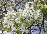 Amelanchier_detail Amelanchier_detail