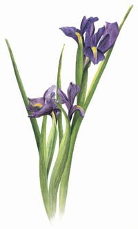 Aquarelle_iris_hollande