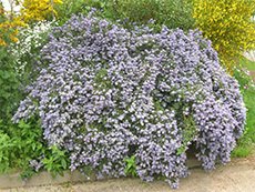 Ceanothus_shrub