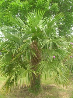 Chamaerops_humilis Chamaerops_humilis