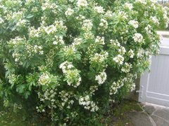 Choisya_ternata_shrub