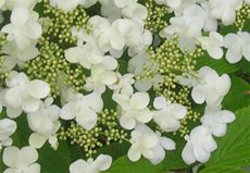 Fleur_viburnum