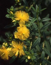 Hypericum_x_inodorum