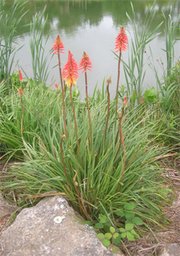 Kniphofia_touffe