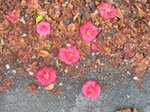 Petales_camelias Petales_camelias
