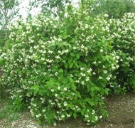Philadelphus_shrub