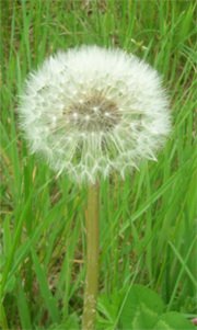 Pissenlit_fleur_1