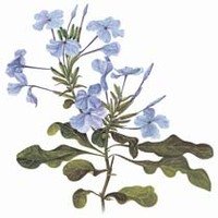 Plumbago_aquarelle_1