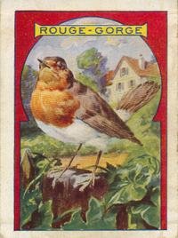Rouge_gorge