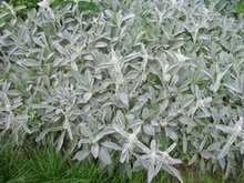 Stachys