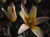 Tulipa_kaufmanianna_the_first