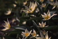Tulipa_turkestanica_modifi1_1