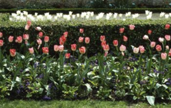 Tulipes_bagatelle_modifi1